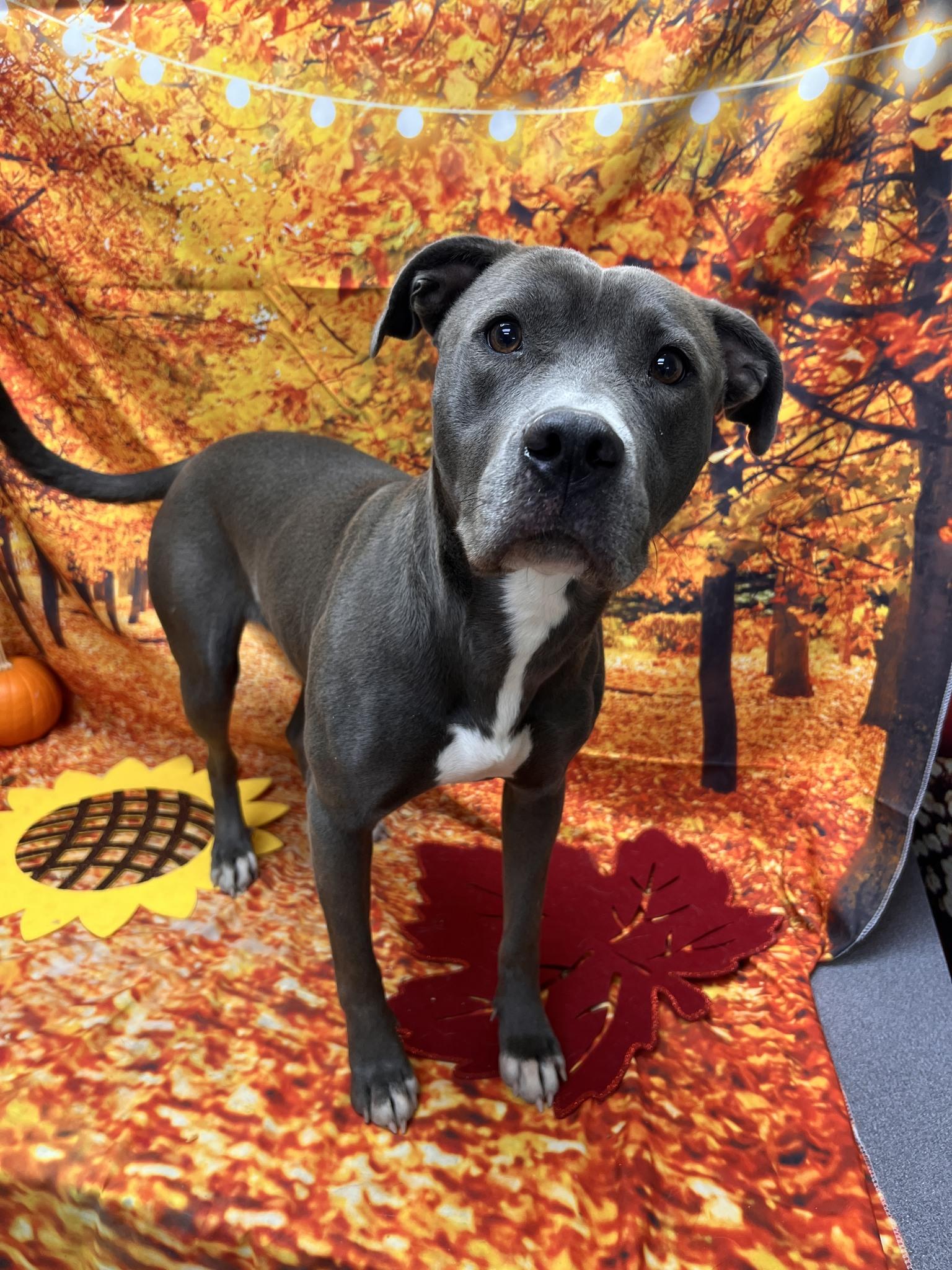 Enlarge Billie, a ADOPTABLE Pit Bull Terrier in Statesboro, GA image 4/4