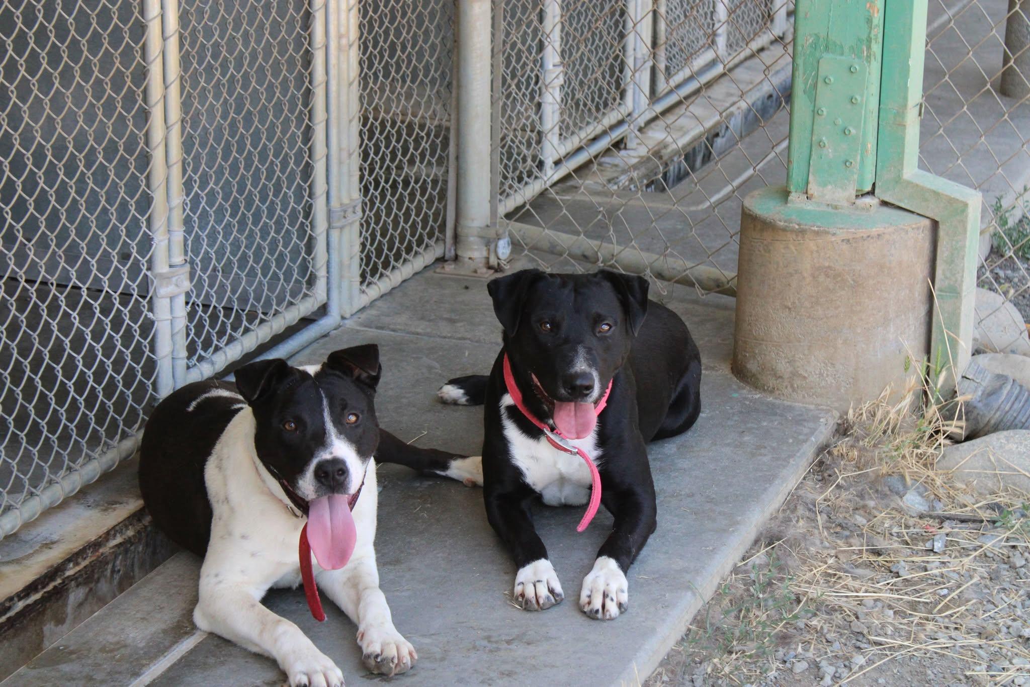 Danny, an adoptable Pit Bull Terrier in Weaverville, CA, 96093 | Photo Image 2