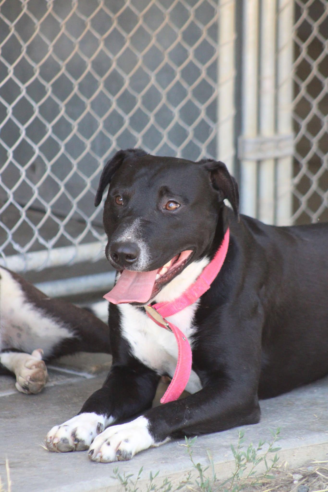 Danny, Adoptable, Adult Male Pit Bull Terrier.