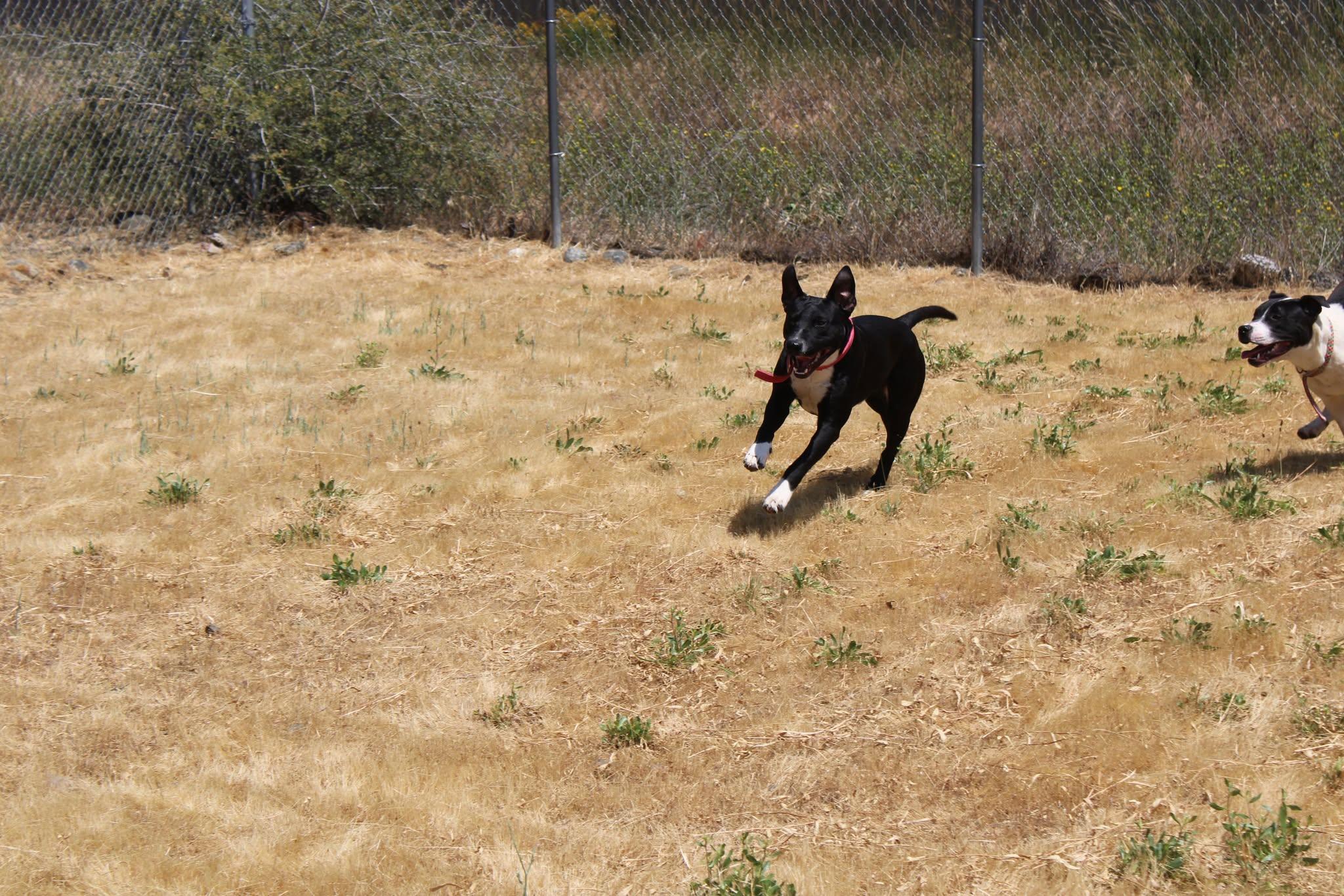 Danny, a Adoptable mixed breed in Weaverville, CA image 4/4