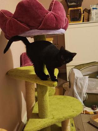 Mayflower, Adoptable, Kitten Female Domestic Short Hair & Domestic Short Hair.
