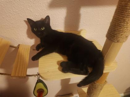 Enlarge Mayflower, a Adoptable mixed breed in Everett, WA image 2/2