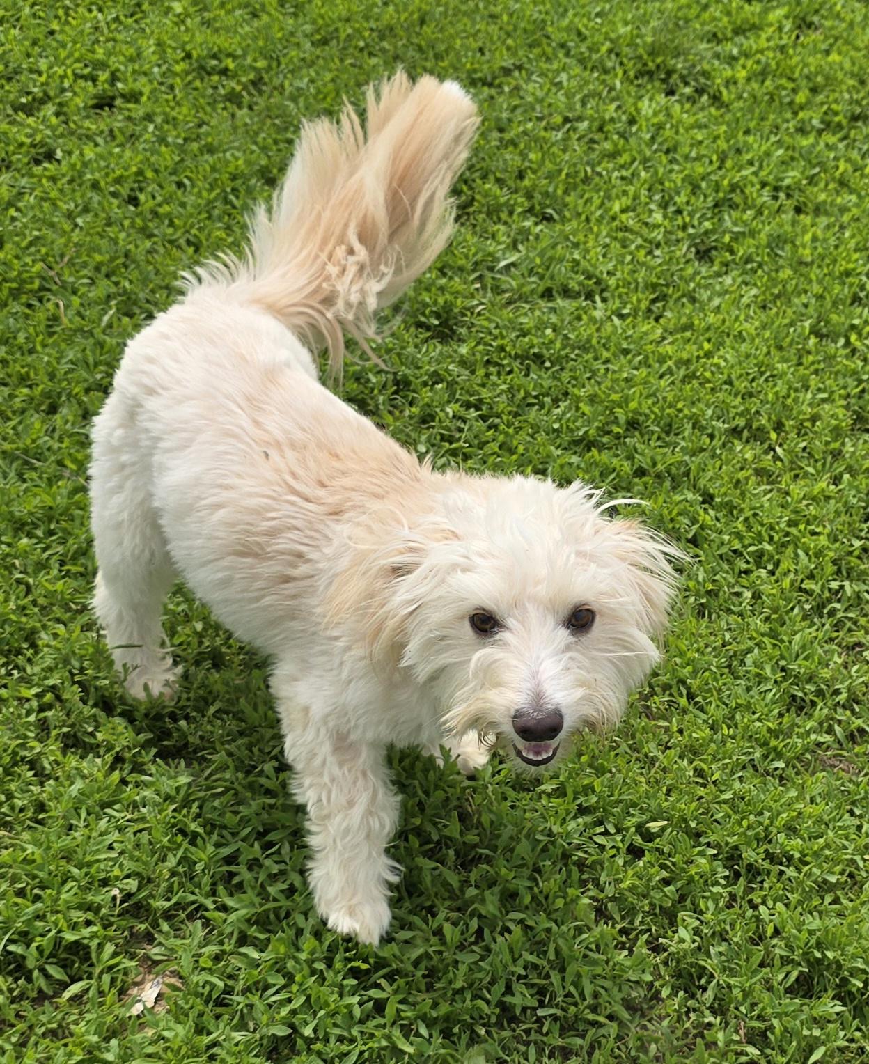 Caesar, adopted, Young Male Maltese.