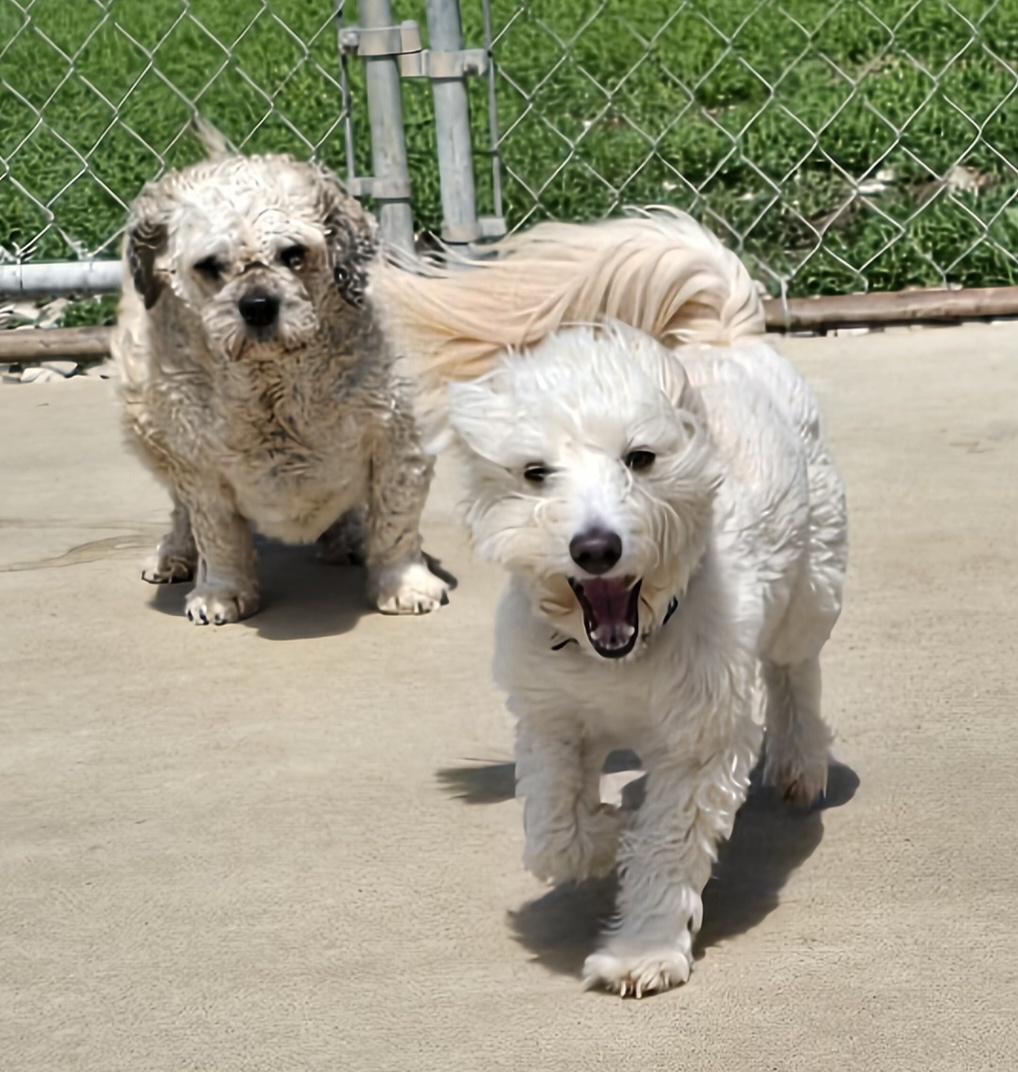 Enlarge Caesar, an adopted mixed breed in Terre Haute, IN image 3/4