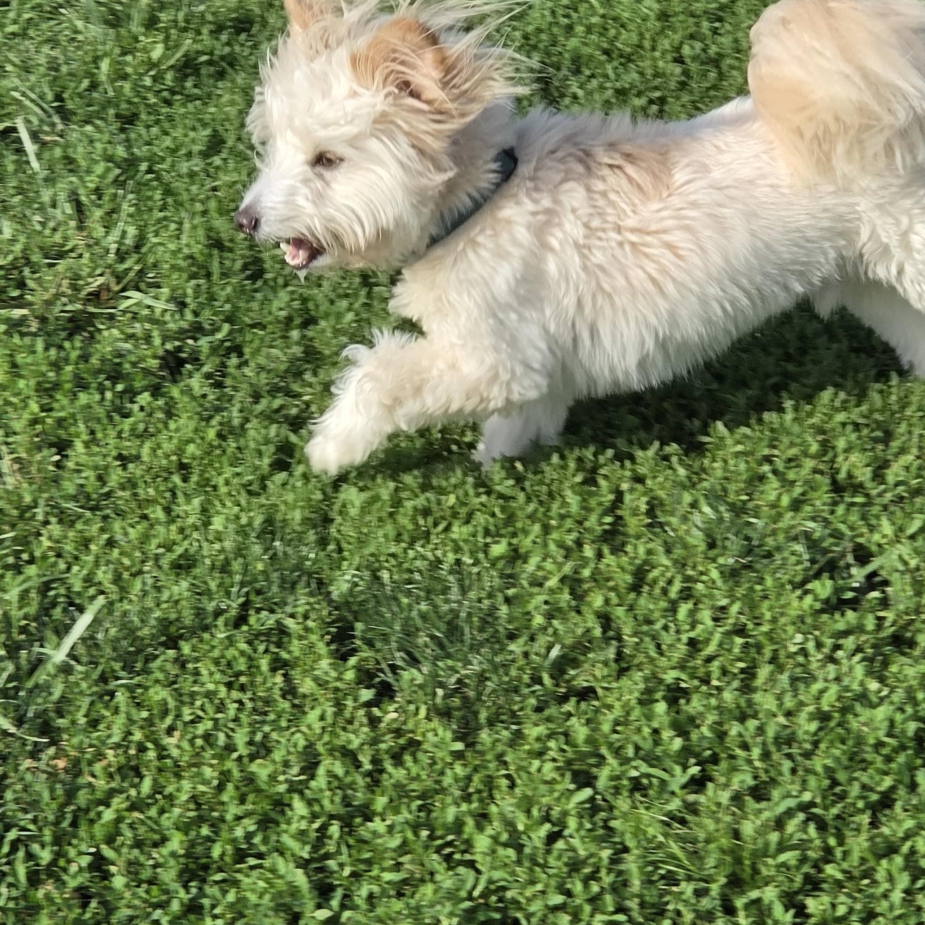 Enlarge Caesar, an adopted mixed breed in Terre Haute, IN image 2/4