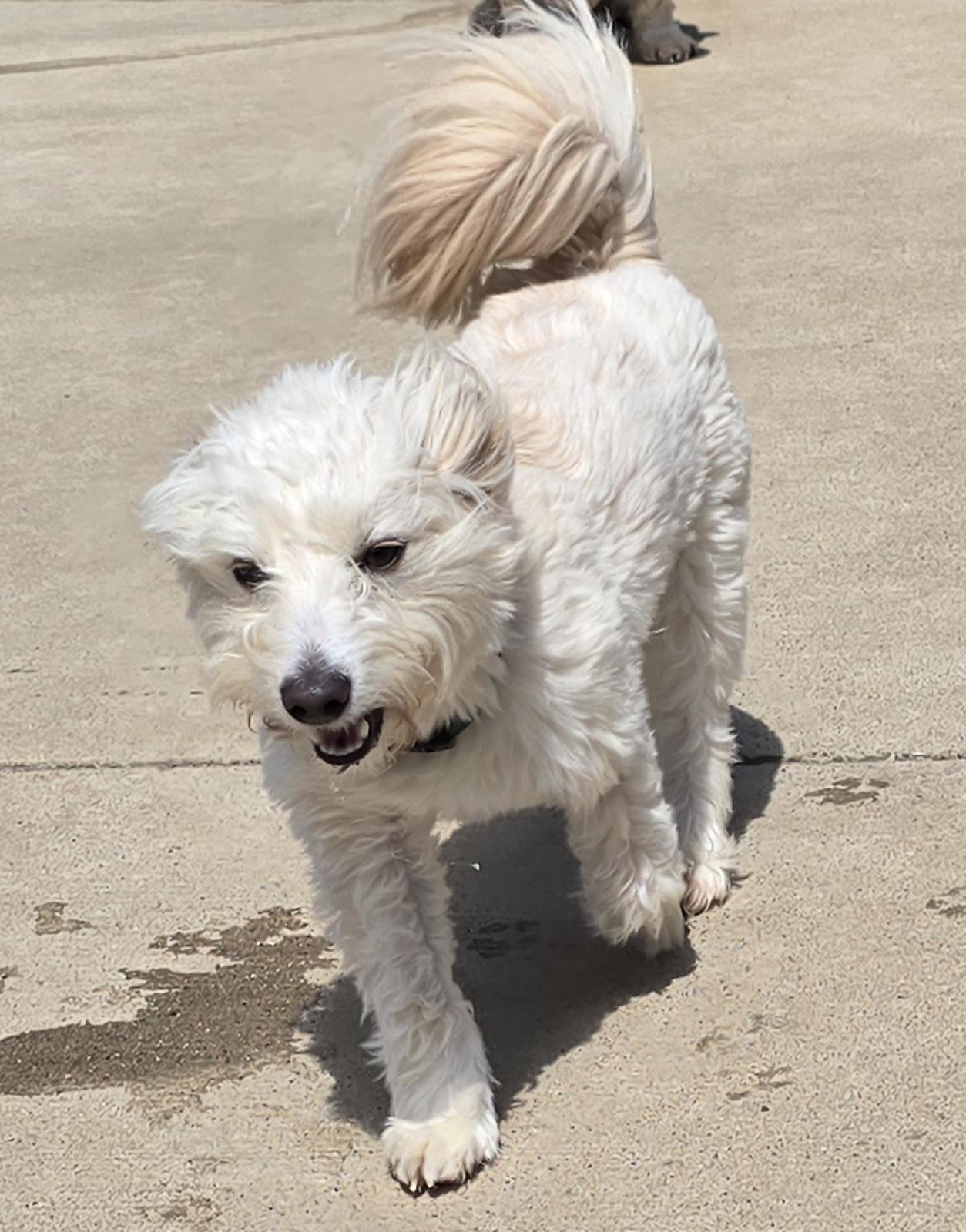 Enlarge Caesar, an adopted mixed breed in Terre Haute, IN image 4/4
