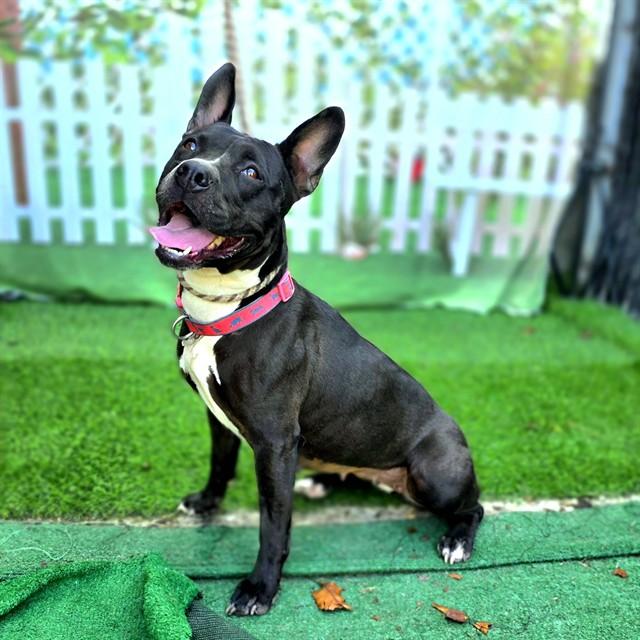 MADRID, Adoptable, Young Female Pit Bull Terrier & Bull Terrier.