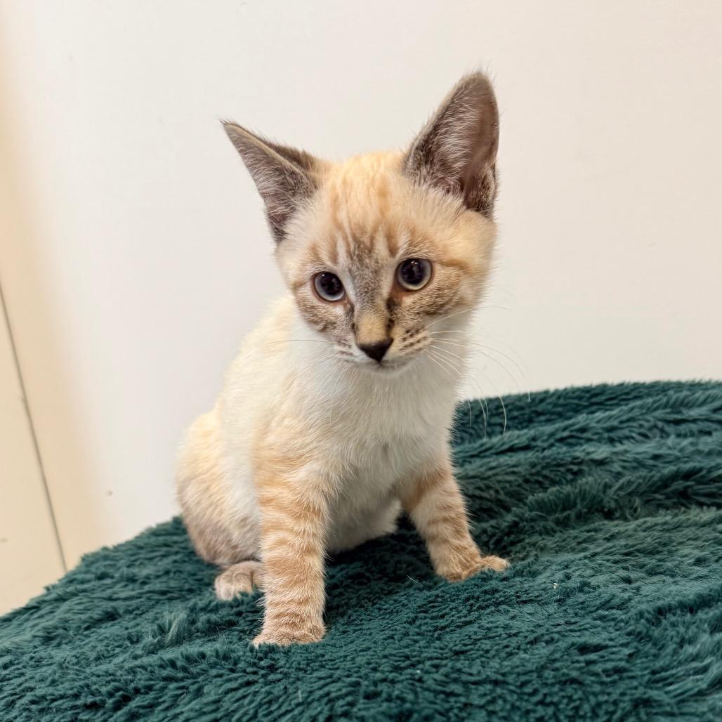 Lavender, Adoptable, Kitten Female Domestic Short Hair.