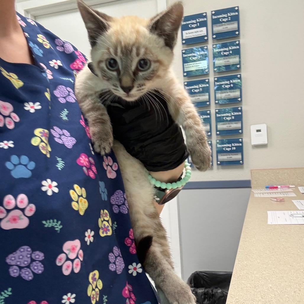 Lavender, a Adoptable Domestic Short Hair in Great Falls, MT image 2/6