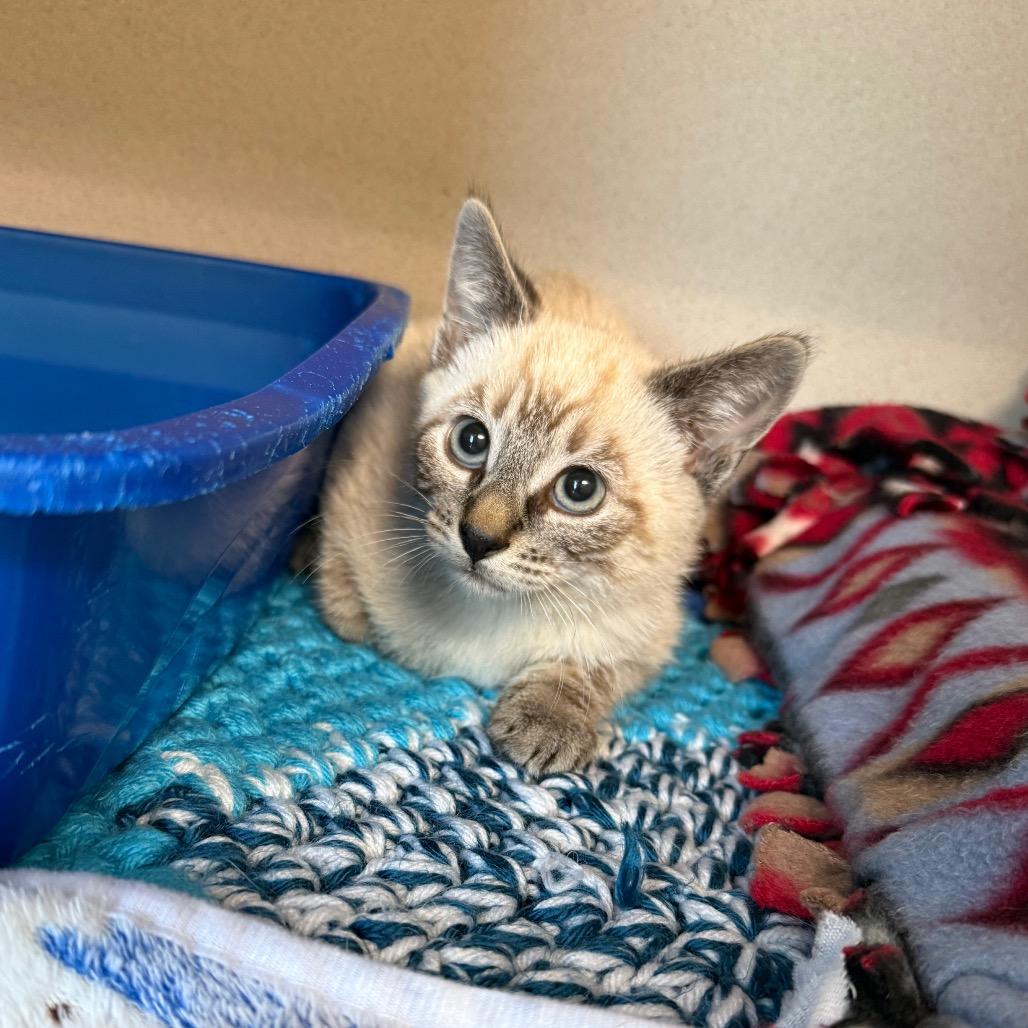 Lavender, a Adoptable Domestic Short Hair in Great Falls, MT image 3/6