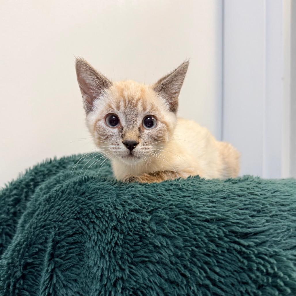 Lavender, a Adoptable Domestic Short Hair in Great Falls, MT image 4/6