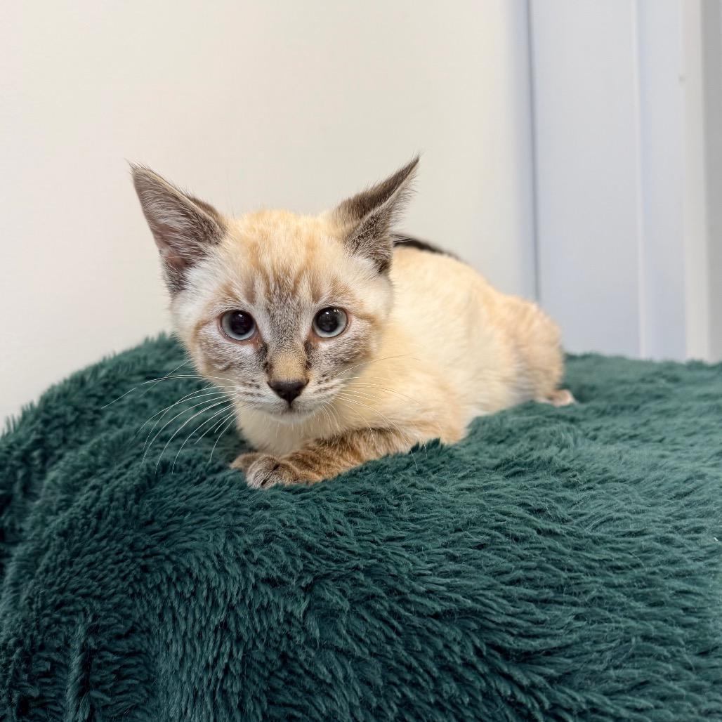 Lavender, a Adoptable Domestic Short Hair in Great Falls, MT image 5/6