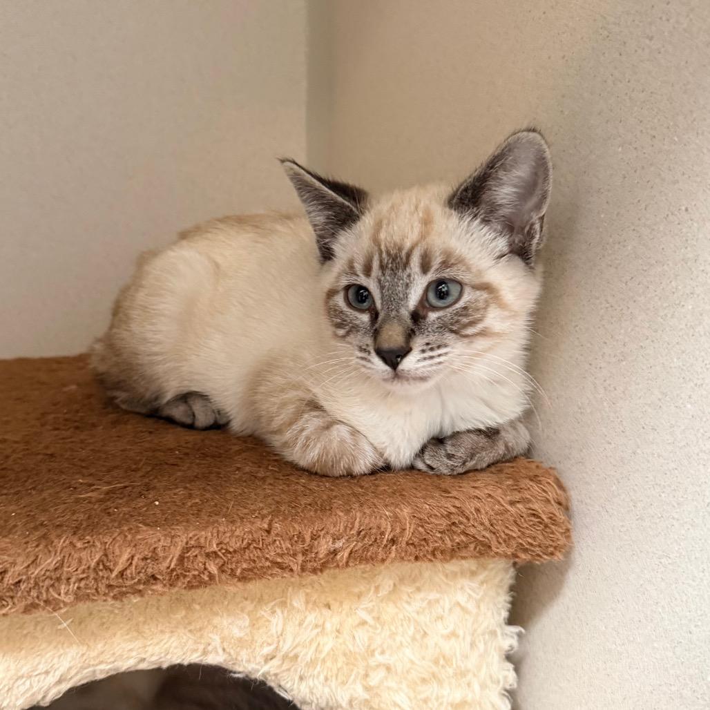 Lavender, a Adoptable Domestic Short Hair in Great Falls, MT image 6/6