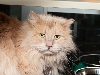 Enlarge Fergus, a Adoptable mixed breed in Longmont, CO image 1/2