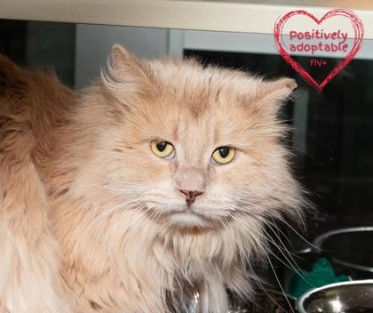 Enlarge Fergus, a Adoptable mixed breed in Longmont, CO image 2/2