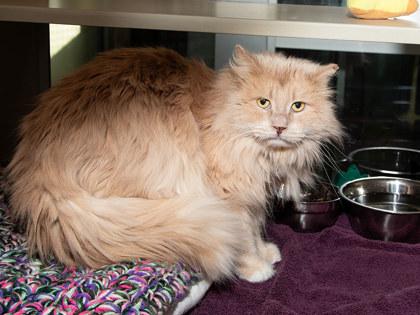 Enlarge Fergus, a Adoptable mixed breed in Longmont, CO image 2/2