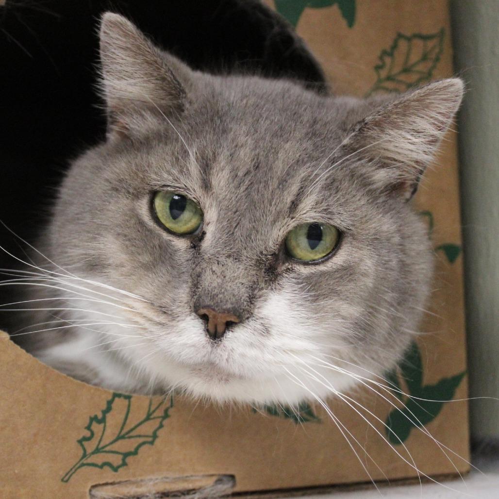 Tom, Adoptable, Senior Male Domestic Short Hair.