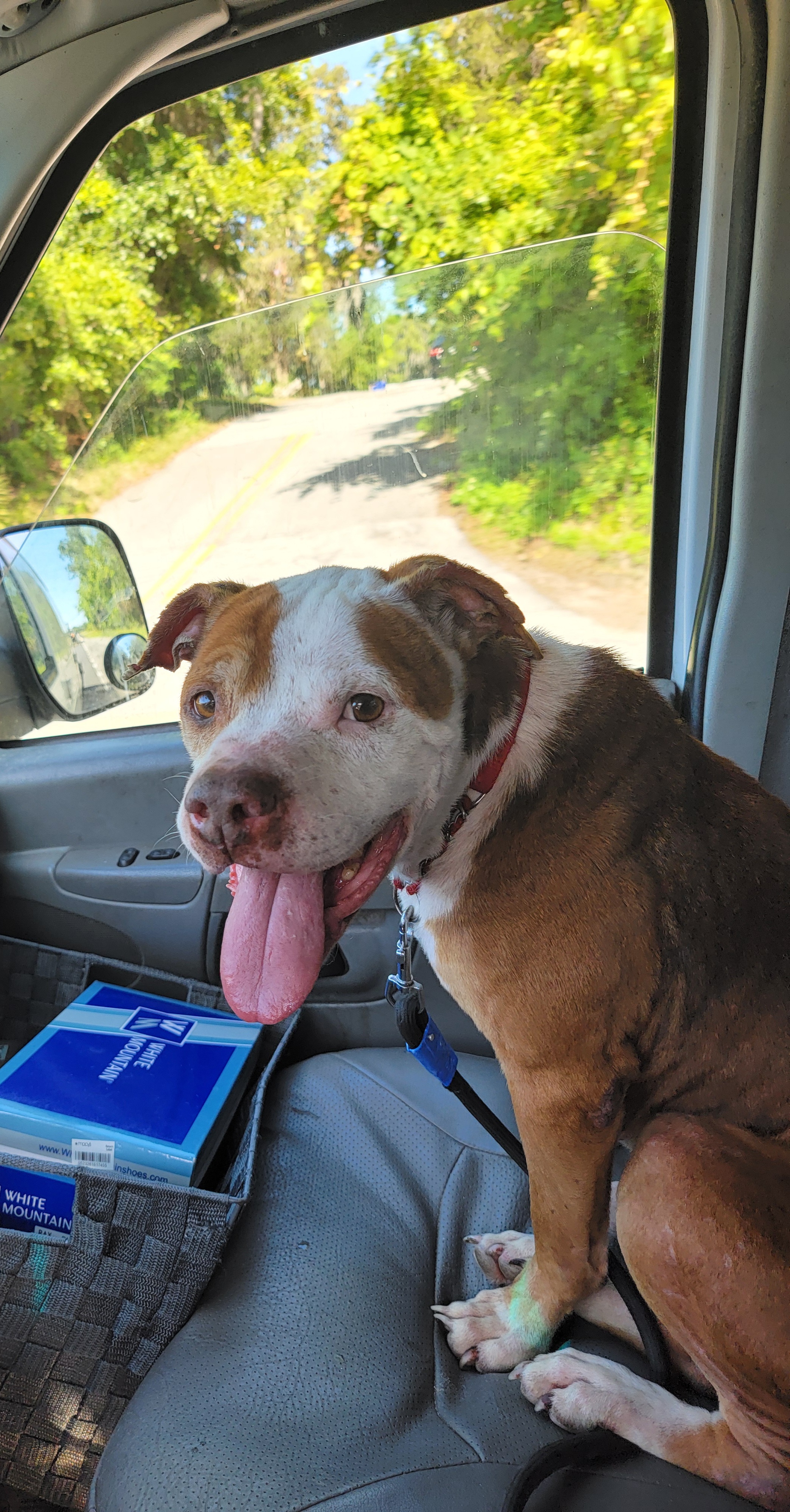 Razor, Senior Male Bull Terrier