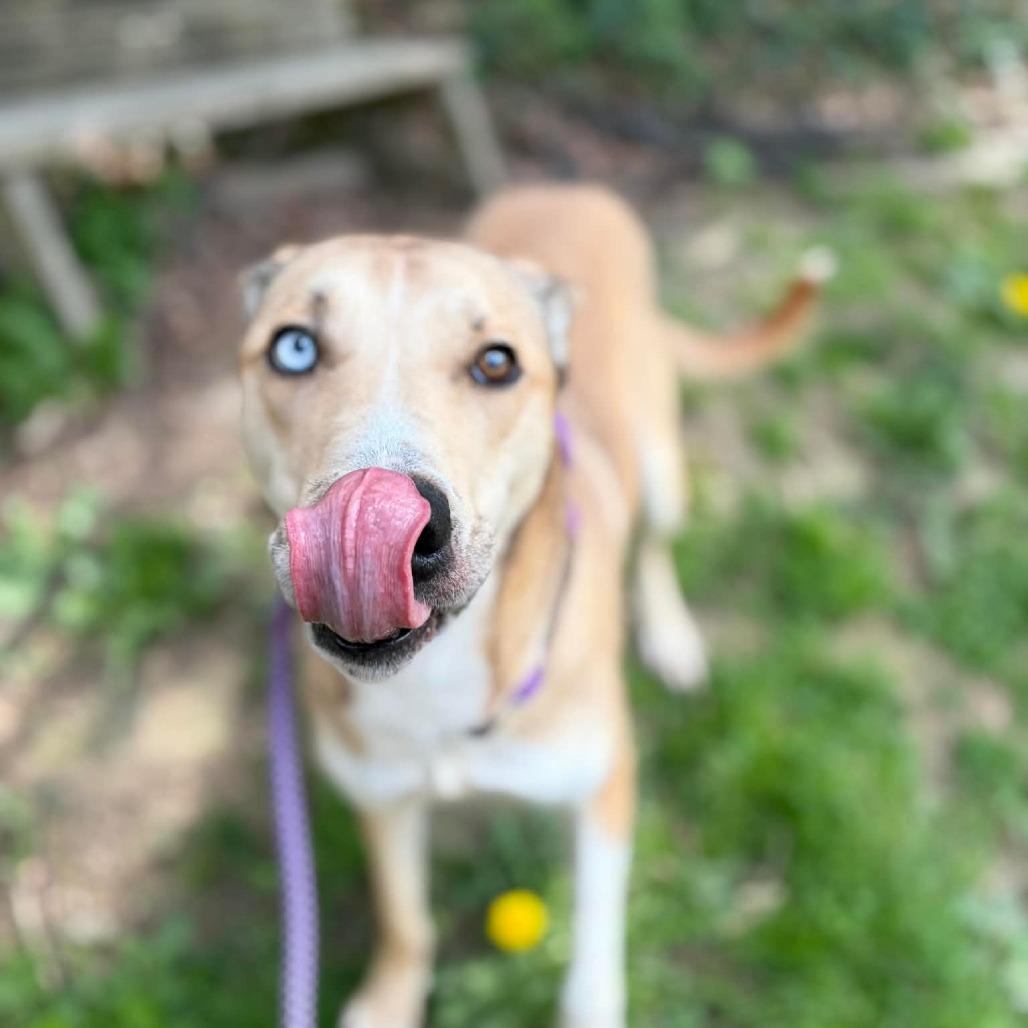 Maggie, Adoptable, Adult Female Mixed Breed.