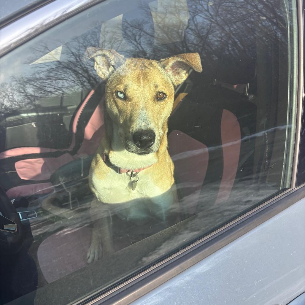 Maggie, Adoptable, Adult Female Mixed Breed.