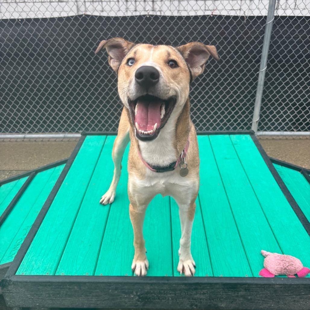 Enlarge Maggie, a Adoptable Mixed Breed in Charleston, WV image 2/6