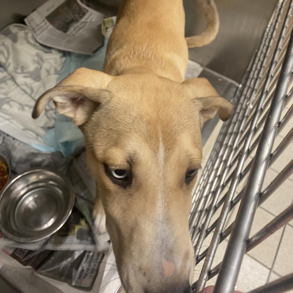 Enlarge Maggie, a Adoptable Mixed Breed in Charleston, WV image 3/6