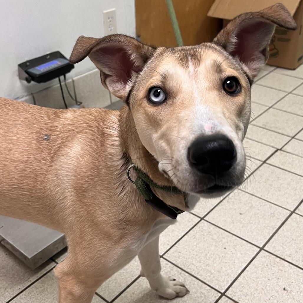 Enlarge Maggie, a Adoptable Mixed Breed in Charleston, WV image 4/6