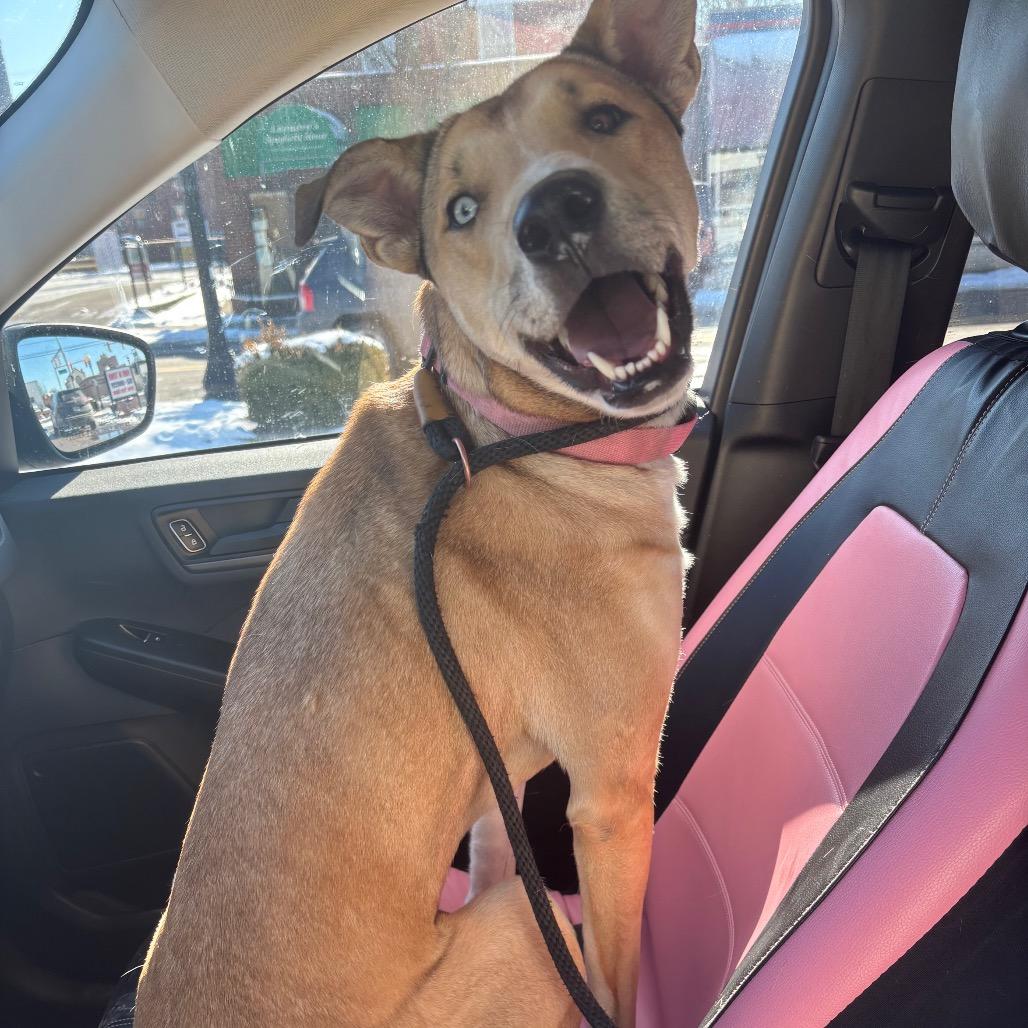 Enlarge Maggie, a Adoptable Mixed Breed in Charleston, WV image 6/6