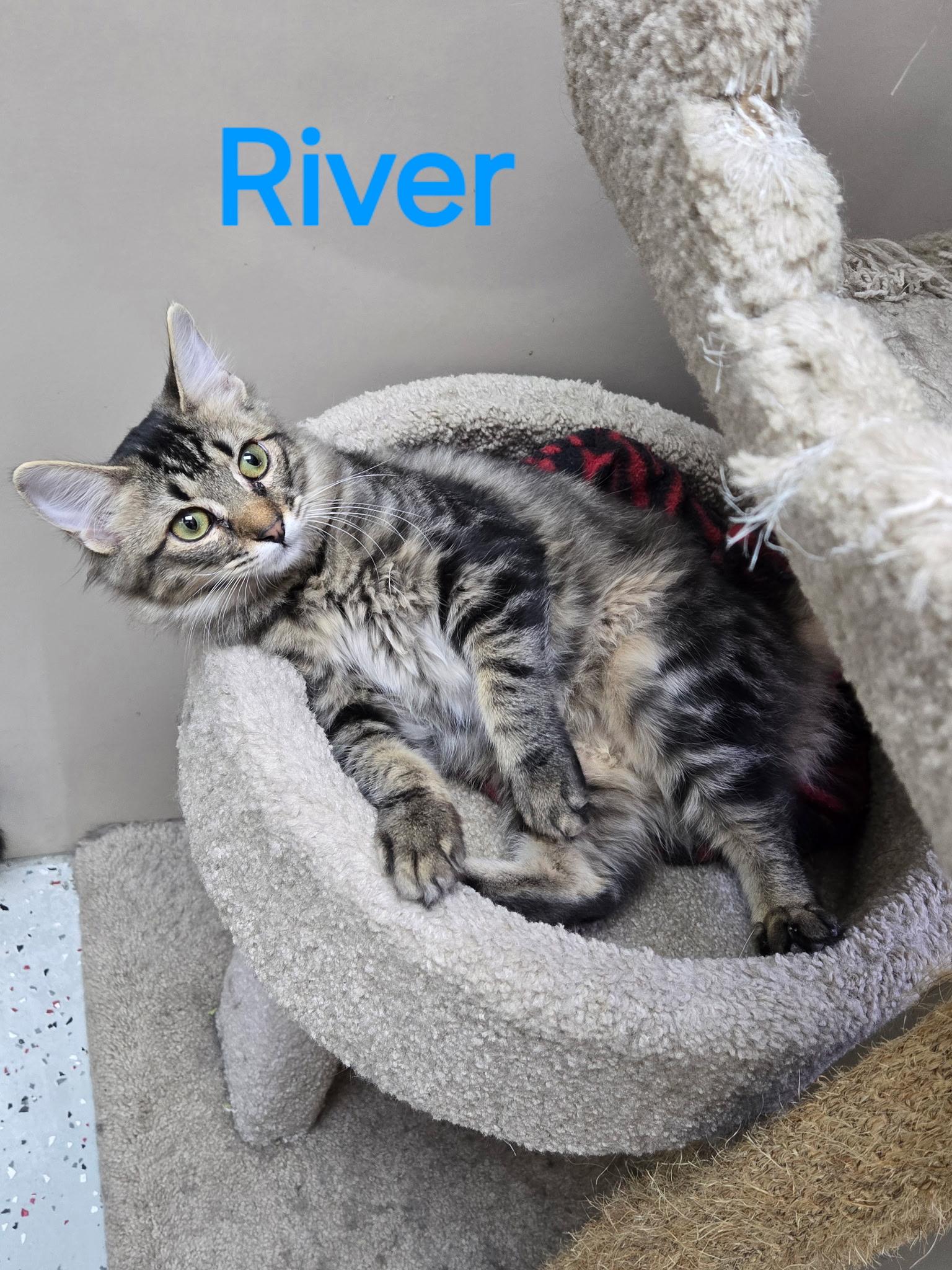 Enlarge River, a ADOPTABLE Domestic Medium Hair in Tuttle, OK image 4/4