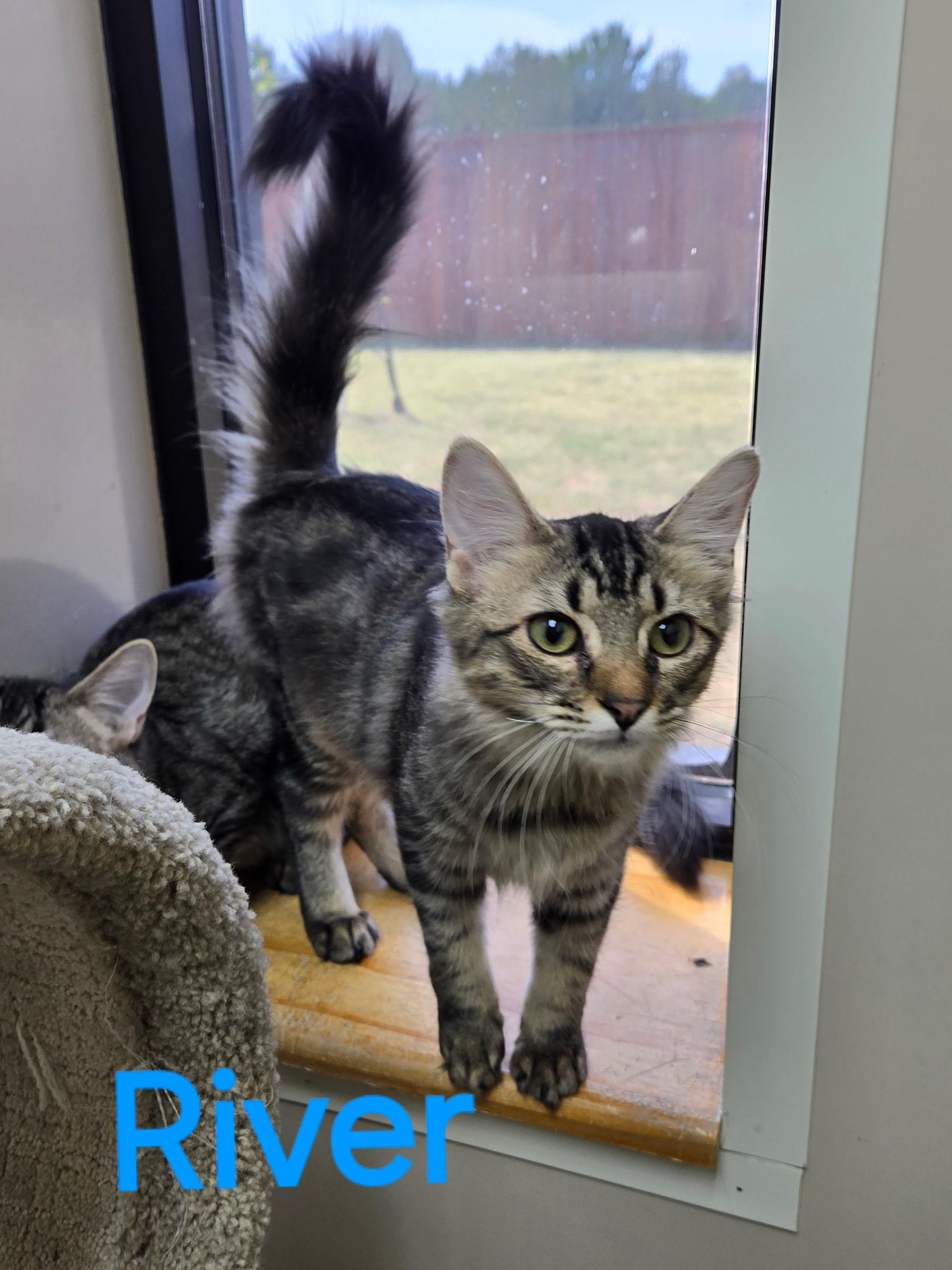 Enlarge River, a ADOPTABLE Domestic Medium Hair in Tuttle, OK image 3/4