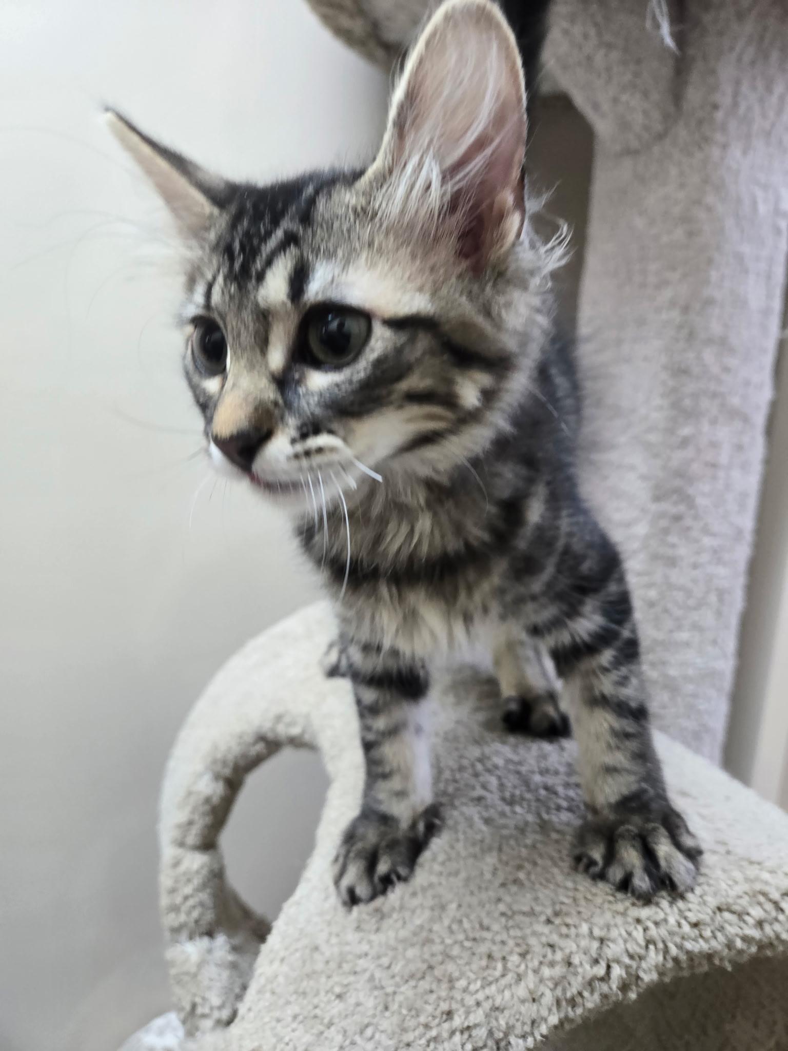 River, a ADOPTABLE Domestic Medium Hair in Tuttle, OK image 1/3