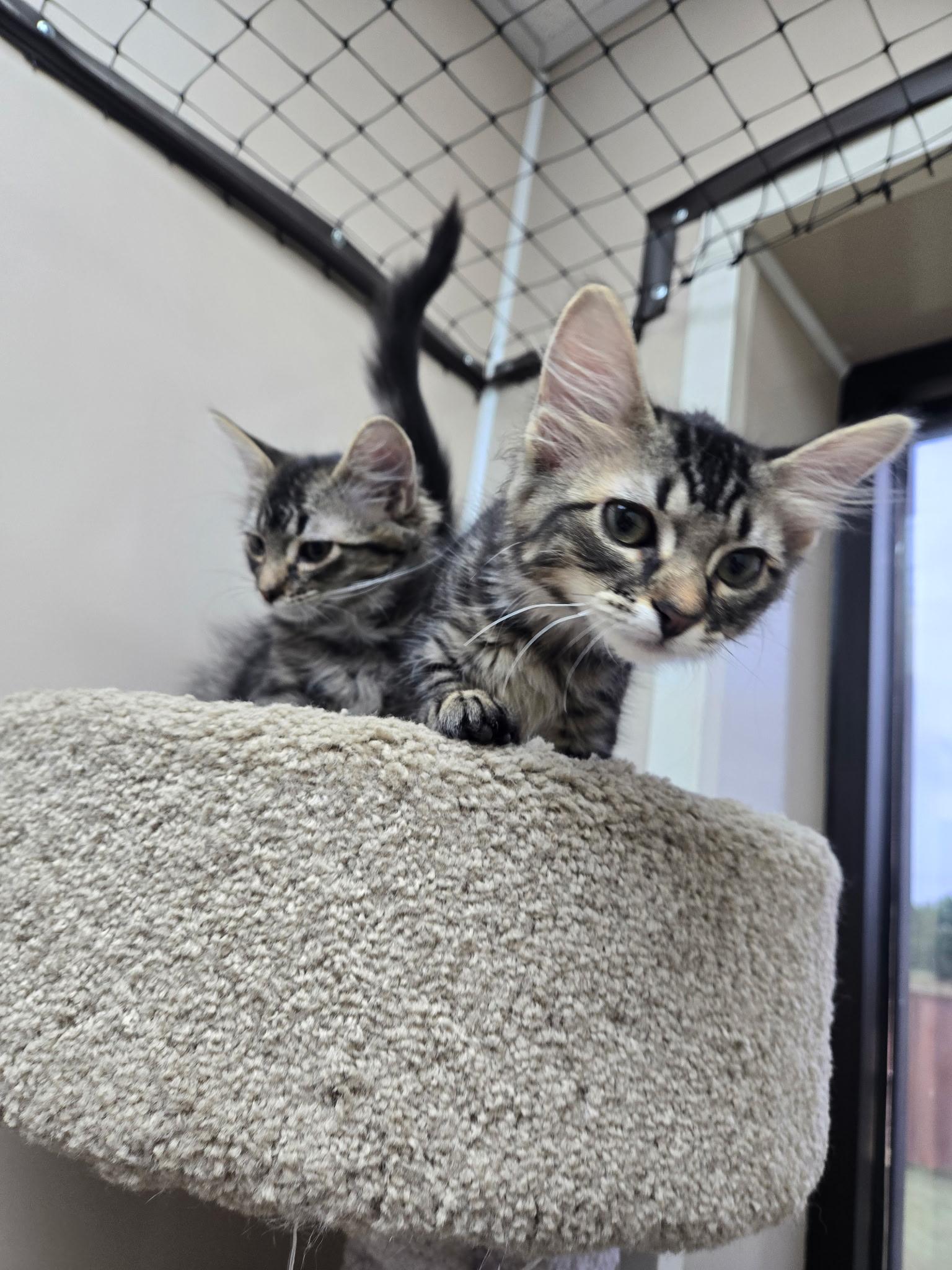 River, a ADOPTABLE Domestic Medium Hair in Tuttle, OK image 3/3