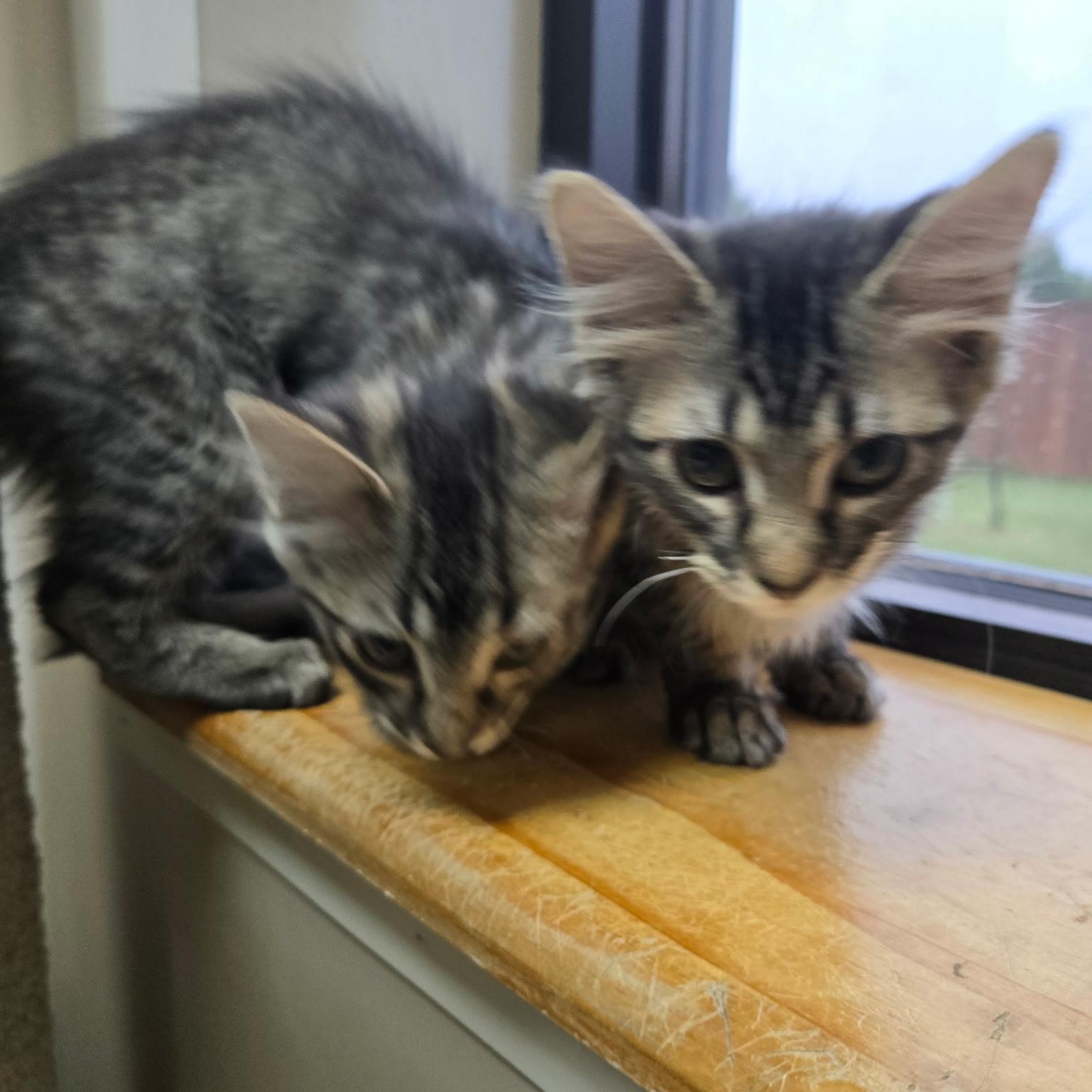 River, a ADOPTABLE Domestic Medium Hair in Tuttle, OK image 2/3