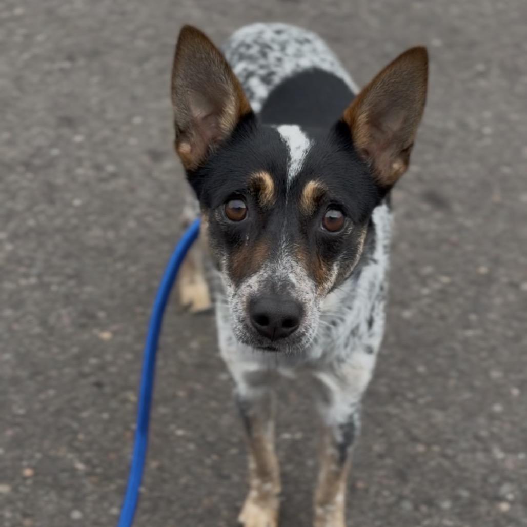 Enlarge Jasmine, a Adoptable Australian Cattle Dog / Blue Heeler in Newberg, OR image 1/3