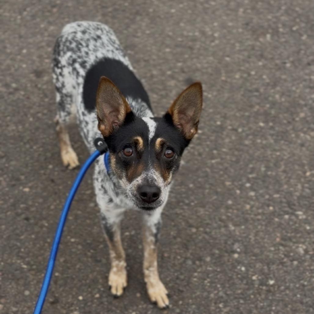 Enlarge Jasmine, a Adoptable Australian Cattle Dog / Blue Heeler in Newberg, OR image 2/3