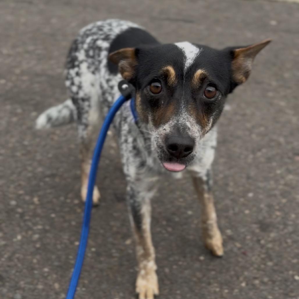 Enlarge Jasmine, a Adoptable Australian Cattle Dog / Blue Heeler in Newberg, OR image 3/3