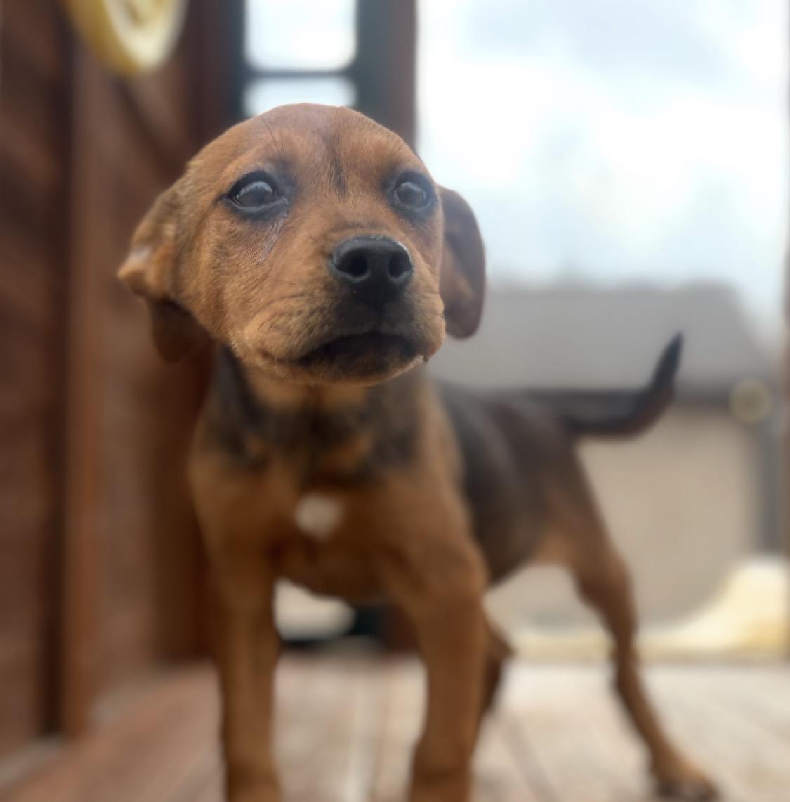 Enlarge Clara , a Adoptable mixed breed in Johnston, RI image 3/3