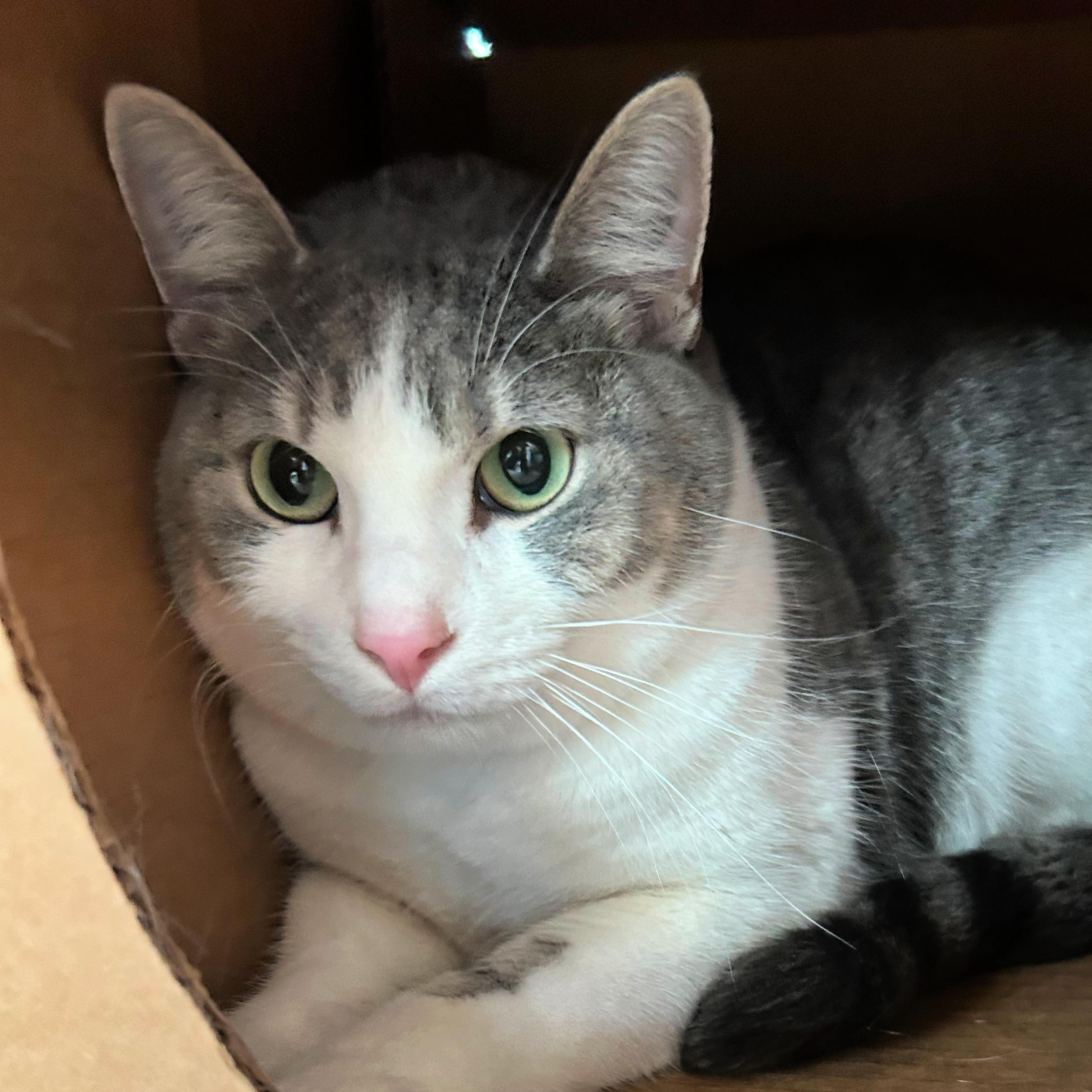 Mivs, ADOPTABLE, Adult Female Domestic Short Hair.