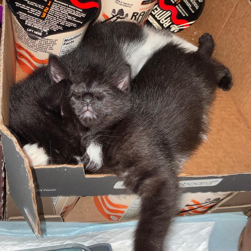 Enlarge Coco Puff C12269, a Adoptable Manx in Minneapolis, MN image 4/5