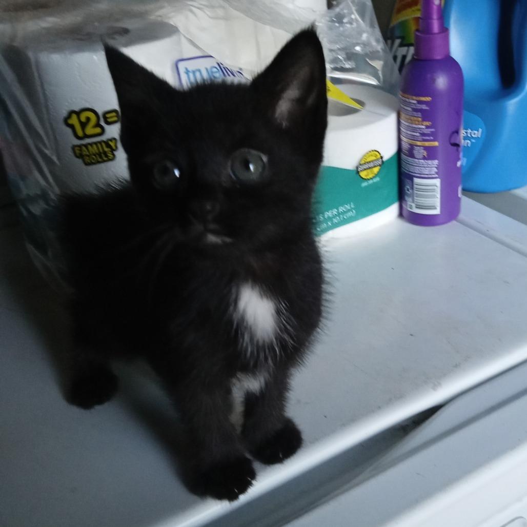 Enlarge Coco Puff C12269, a Adoptable Manx in Minneapolis, MN image 3/5