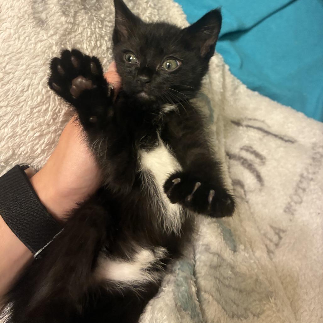 Enlarge Coco Puff C12269, a Adoptable Manx in Minneapolis, MN image 2/5