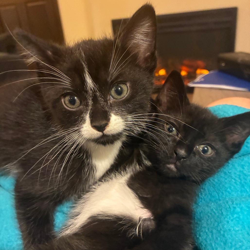 Coco Puff C12269, ADOPTABLE, Kitten • Male, Manx.