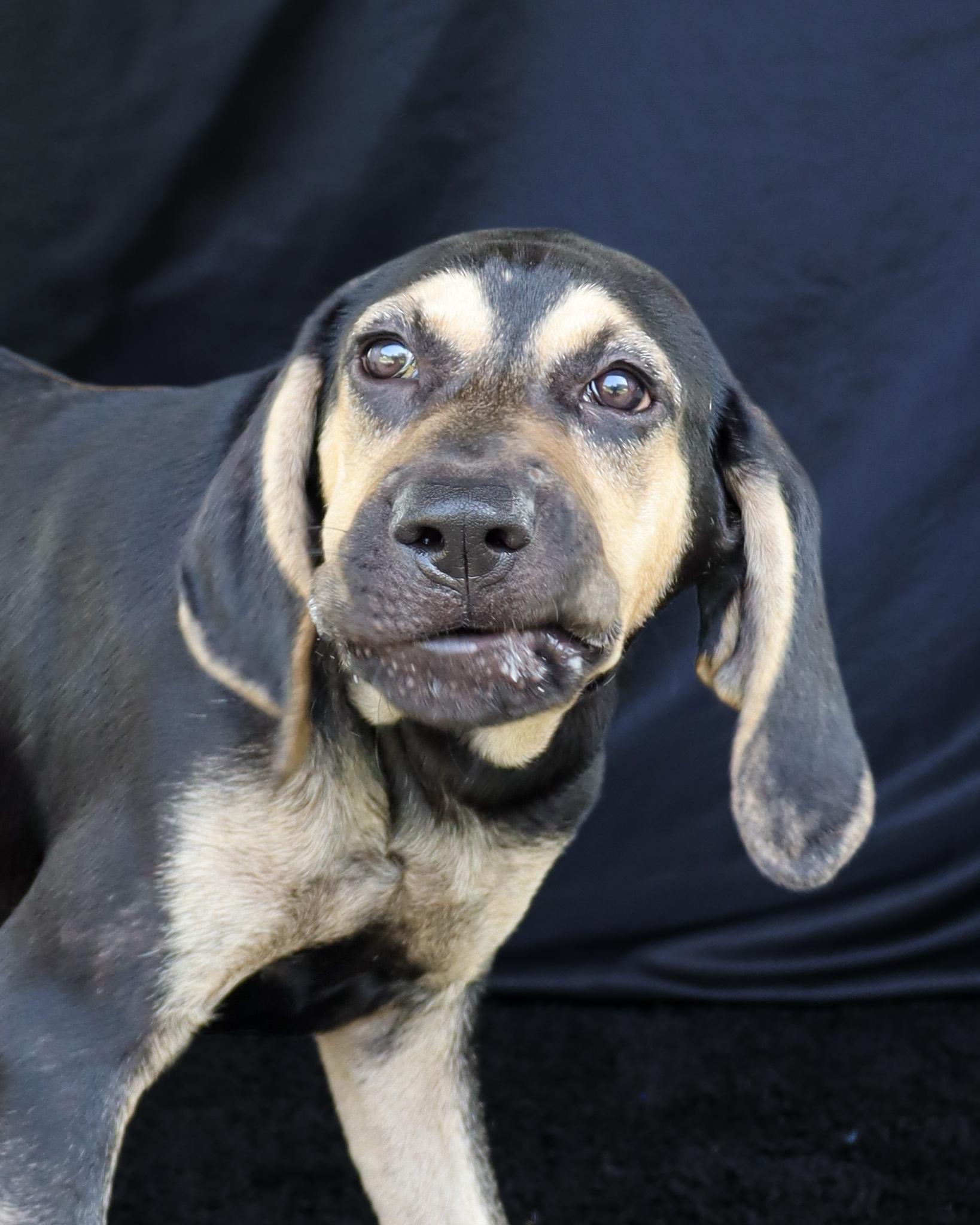 Enlarge Daisy, a Adoptable mixed breed in Ocean Springs, MS image 3/4