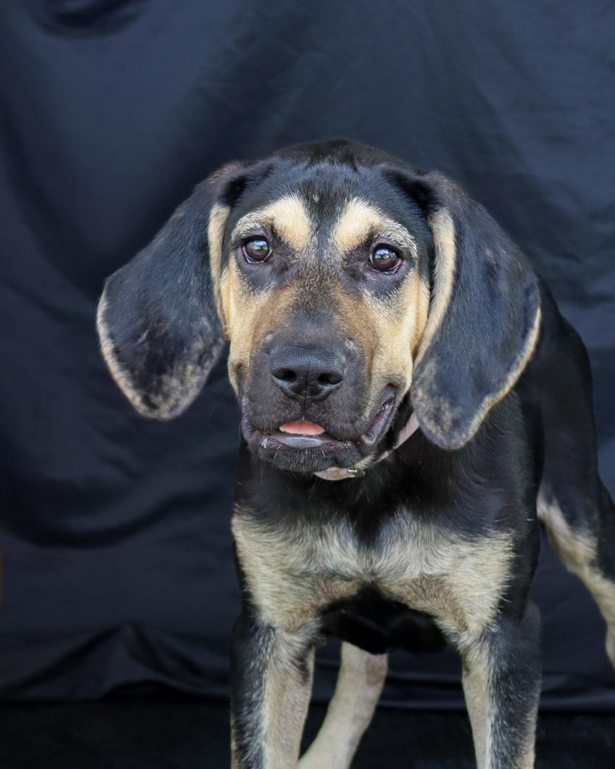 Enlarge Daisy, a Adoptable mixed breed in Ocean Springs, MS image 2/4