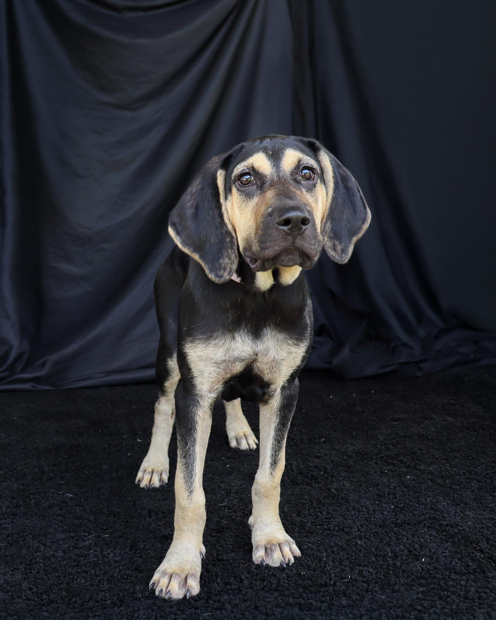 Daisy, Adoptable, Puppy Female Hound.