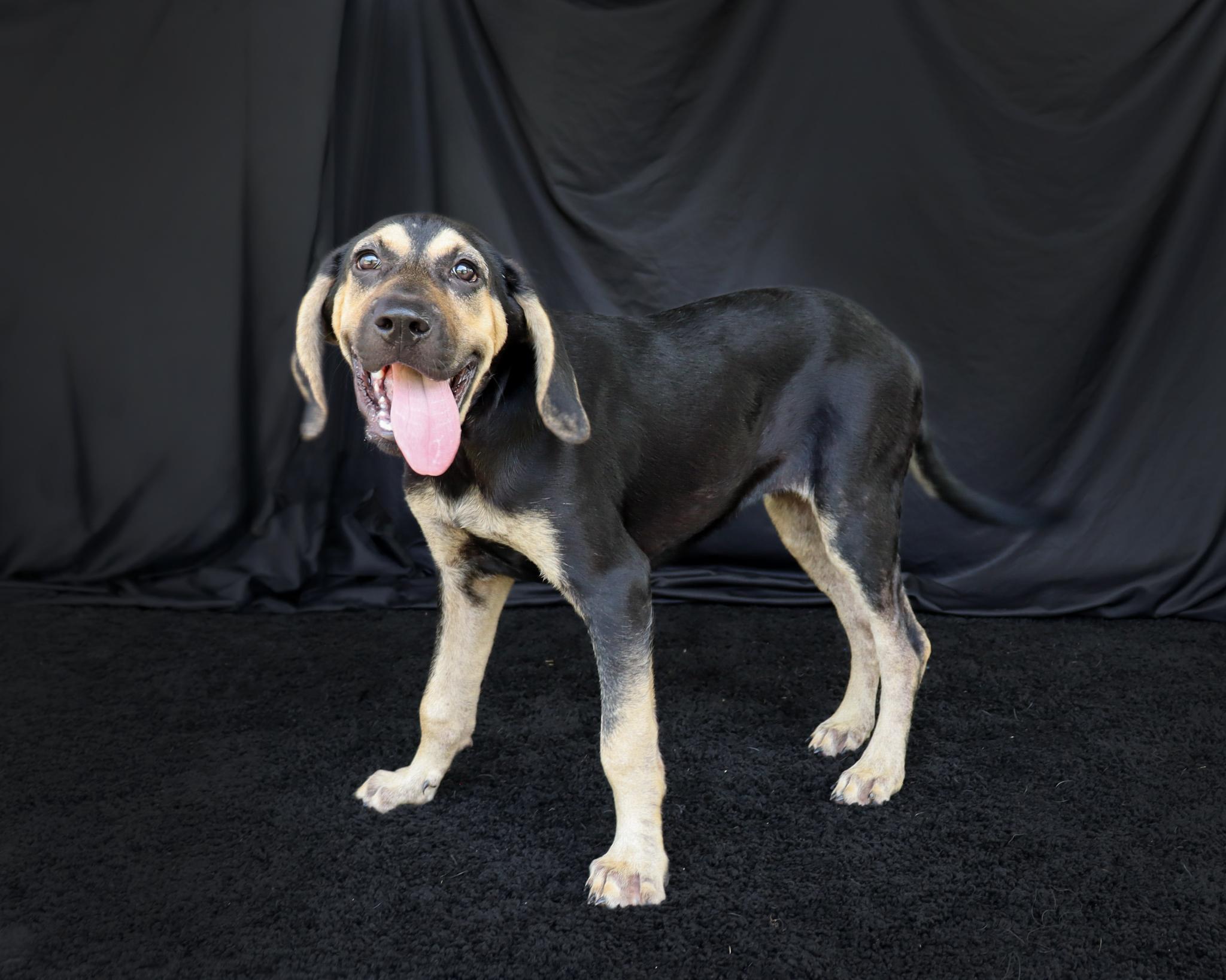 Enlarge Daisy, a Adoptable mixed breed in Ocean Springs, MS image 4/4