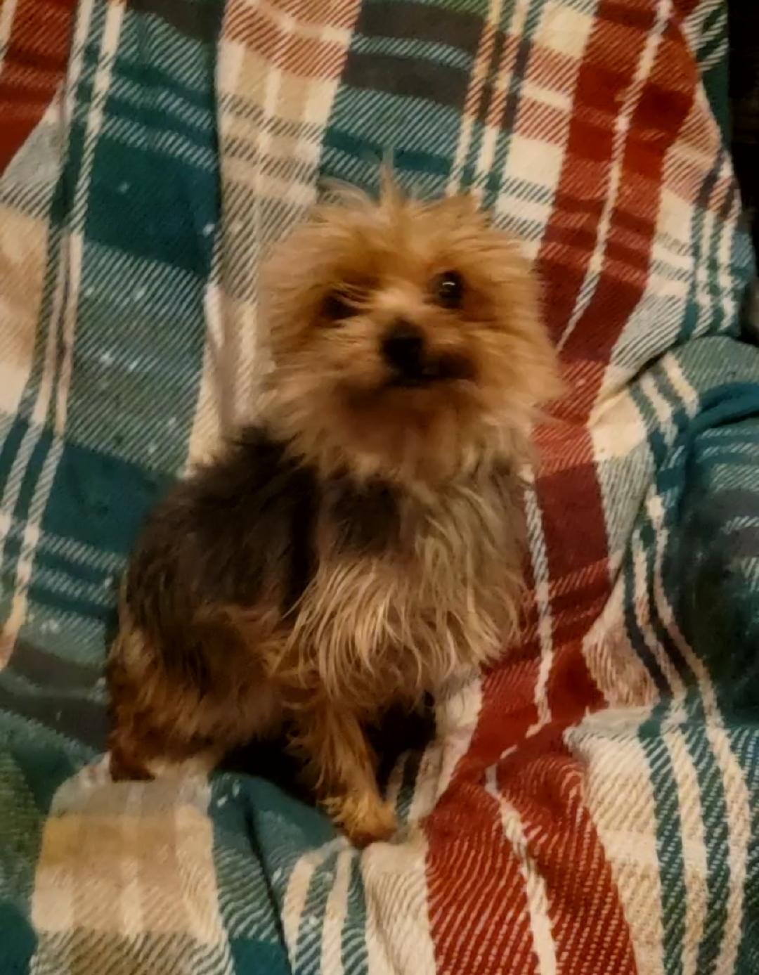 Enlarge Sweetheart MEGHAN, a ADOPTABLE Yorkshire Terrier in Woodsfield, OH image 1/1