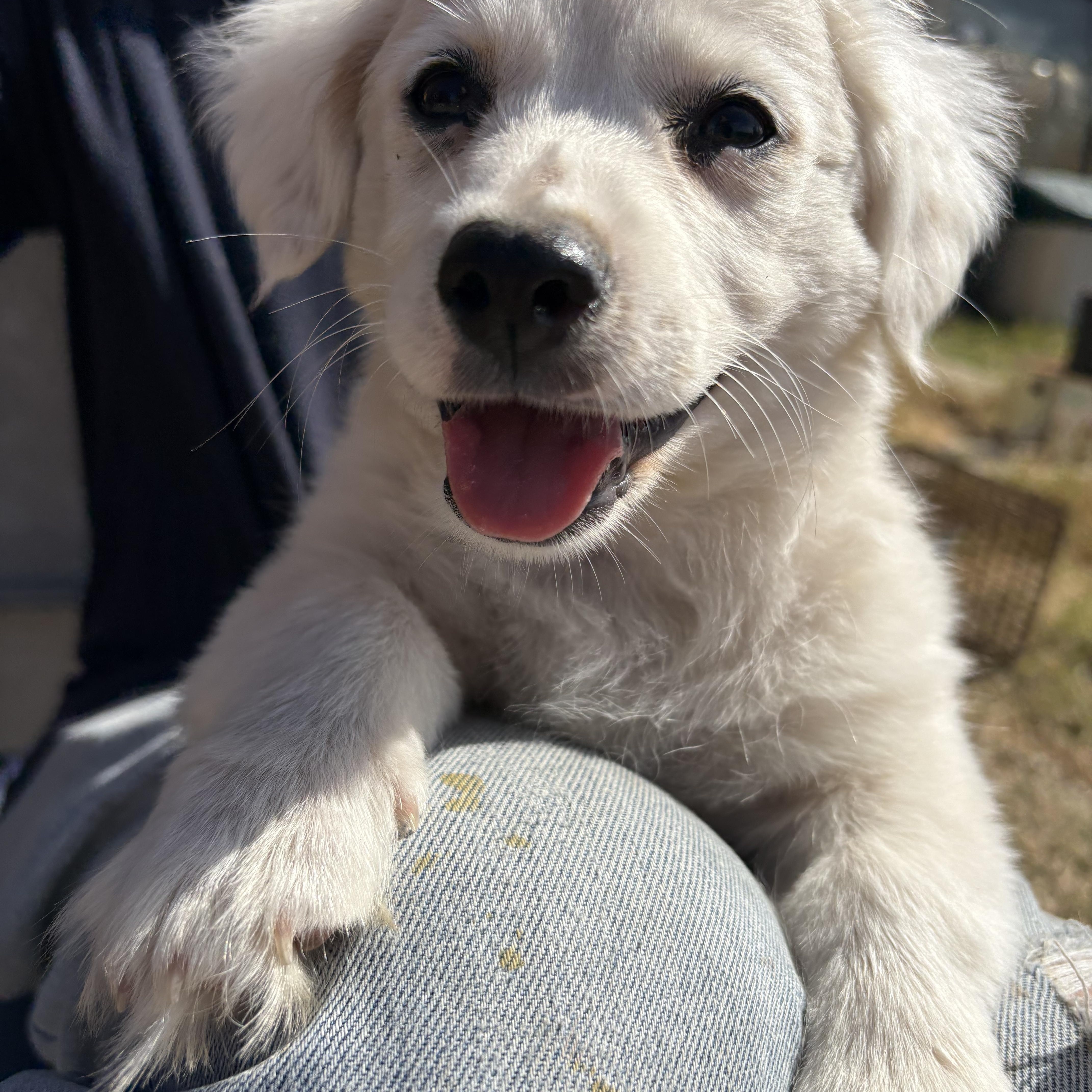 Enlarge Paris, a ADOPTABLE mixed breed in San Diego, CA image 2/2