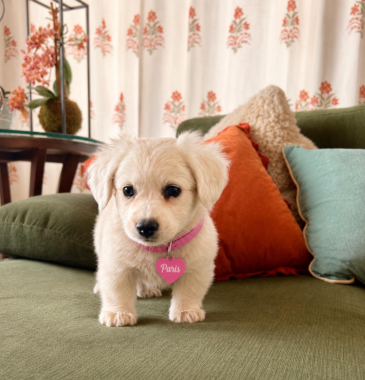 Enlarge Paris, a ADOPTABLE mixed breed in San Diego, CA image 1/2