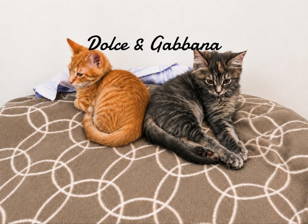 Enlarge Dolce & Gabanna bonded pair, a Adoptable Domestic Short Hair in Naugatuck, CT image 1/1